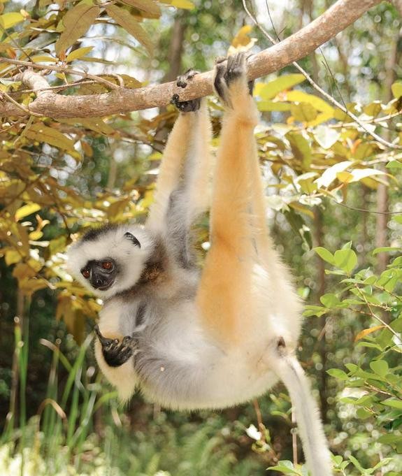 Hanging Out – treo mình trên một cành cây.
